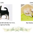 윈터펠 치와와 이미지