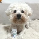 강아지•고양이 췌장 영양제 페노비스 벳 판크레아틴 실제 급여 후기｜강아지 소화불량 관리 시작