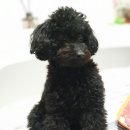 순도리네애견 이미지