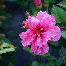 환타지아 이미지