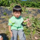 🍂가을 소풍 - 고구마 캐러가요🍠🍂 (1) 이미지