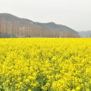 국내 최대규모의 유채꽃밭 축제, 먼저 가봤습니다. 이미지