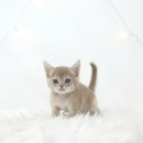 천안 고양이분양 도로시펫 이미지