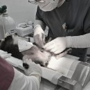 용문조아동물병원 이미지