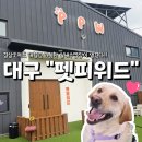 위드위드 | 대구광역시 달성_ 대형견도 가능한 실내수영장이 생겼다! 펫피위드 내돈내산 대관 후기