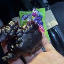 사라리할머니 | 2025 빠잉