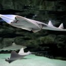 아쿠아리움 이미지