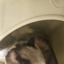 고양이사랑채