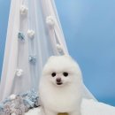 미용하는 강아지 살롱 이미지