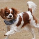 복슬강아지 이미지