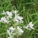 이영춘「들풀」 이미지