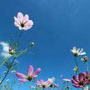 코스모스 이미지