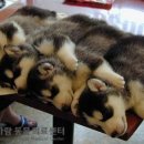 한가람동물의료센터 이미지