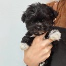 베베멍 | 베베멍 강아지고양이분양 시흥본점 시흥강아지분양 이용 후기