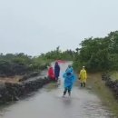 반추 이미지