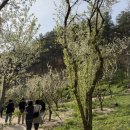 요요노래방 | [군위] 사유원 5편: 매화는 지고 이스라지꽃은 피어난 4월의 산책 feat. 유원 / 드디어 끝난 사유원 산행