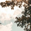 곰비디오 이미지