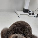 굿데이멍 이미지