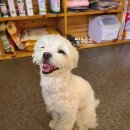 애니원애견미용 이미지