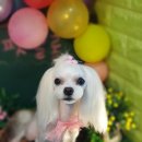 쥬쥬펫살롱 이미지