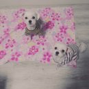 즐겨찾개 이미지