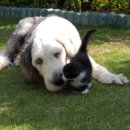 바다냥이네 이미지