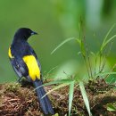 검은고깔꾀꼬리 [Black-cowled oriole (Icterus prosthemelas)] 이미지