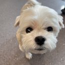 느루디저트 커피 이미지