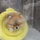 천호동물병원 이미지