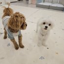 도그 인 포레스트 네이버블로그
