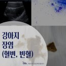 아프리카센타 | 아프리카동물메디컬센터) 강아지 장염 치료 후기: 물만 마셔도 토하는 강아지