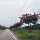 배롱나무 특화거리 이미지