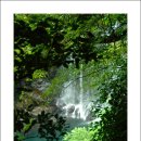 천제연폭포 이미지