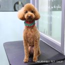 사쿠란보애견샵 부산대점 이미지