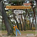 GR(영월군)-[영월로]-상-39 | 영월 역사여행 단종 유배지 청령포 3월 강원도 가족여행 나들이 추천