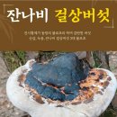 진시황 3대 불로초 : 산삼, 녹용, 잔나비걸상버섯(Artist's conk 예술가의 코) 이미지