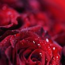 로즈플라워 - 예산군 벚꽃로 453-7 | 로즈플라워