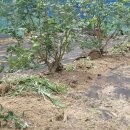 금사농장 이미지