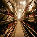 초원축산 이미지