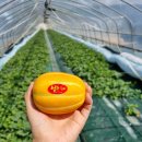 빈이네농장 이미지