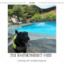 세일매점 | [안성/애견동반] 포시즌 애견테마파크 중형견 수영장 패키지 방문 후기