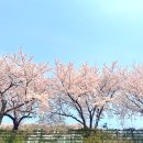 소달초교 | 강원도 삼척 벚꽃 명소 가볼만한곳 best5