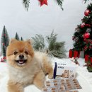 라이펙스 | 강아지췌장영양제 벳플러스 라이펙스) 강아지 소화 관리 필수 영양제