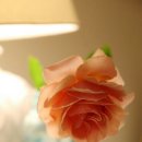 십이월칠일 Daum카페