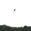 용월리지석묘군 이미지