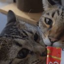 챠오챠오 이미지