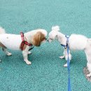 끼리끼리 이미지