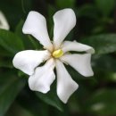 1월 13일의 꽃은 '치자나무(Common gardenia)' 이미지