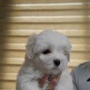 꼬똥몽드 이미지