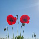 시민한약건재약업사 | 영천 꽃구경